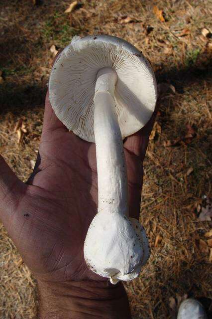 Image of Amanita bisporigera G. F. Atk. 1906