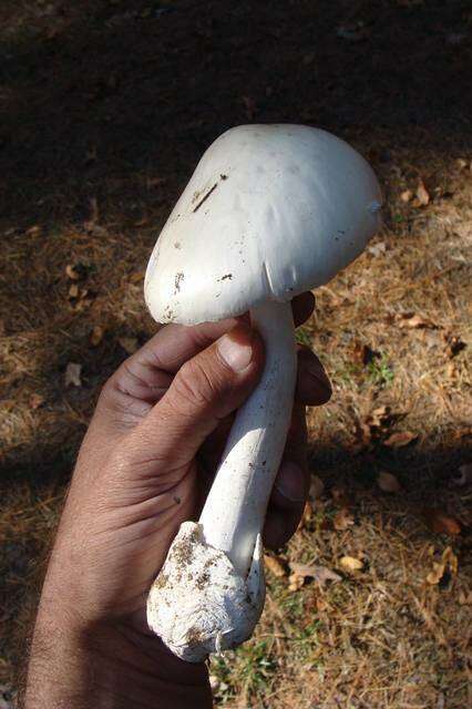 Image of Amanita bisporigera G. F. Atk. 1906