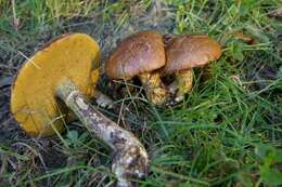 Image of Suillus acidus (Peck) Singer 1945