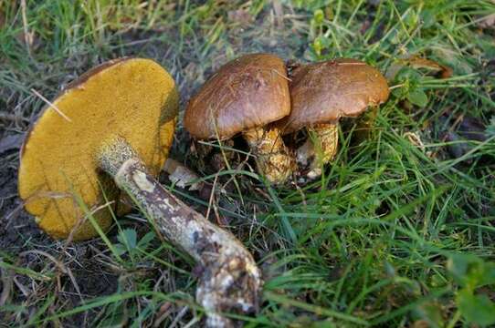 Image of Suillus acidus (Peck) Singer 1945