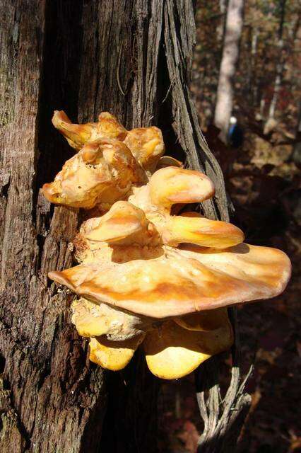 Image de Laetiporus