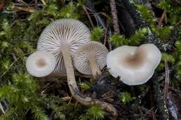 Image of Clitocybe fragrans (With.) P. Kumm. 1871