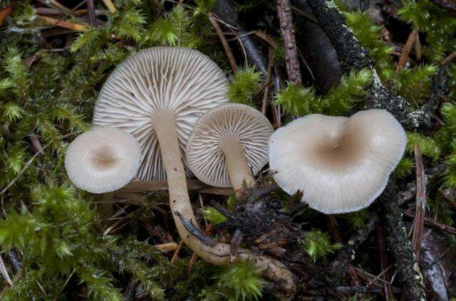 Image of Clitocybe fragrans (With.) P. Kumm. 1871