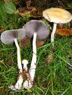 Image of Stropharia