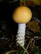 Image of Stropharia