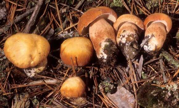 Image of Boletus subcaerulescens (E. A. Dick & Snell) Both, Bessette & A. R. Bessette 2000