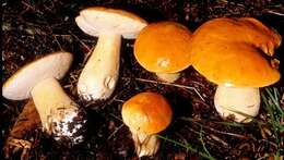 Image of Boletus