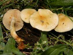 Image of Pholiota