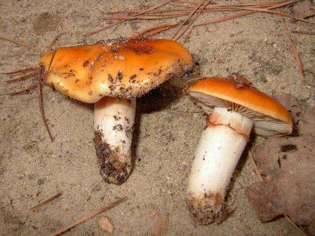 Image of Cortinarius mucosus (Bull.) J. Kickx fil. 1867