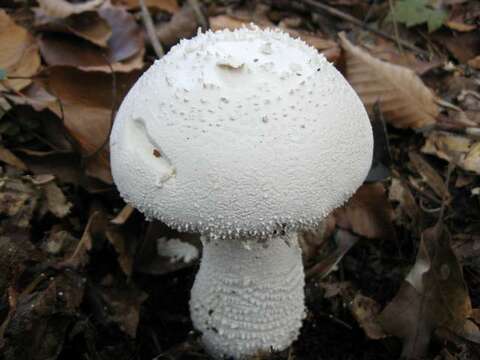 Image of <i>Amanita polypyramis</i>