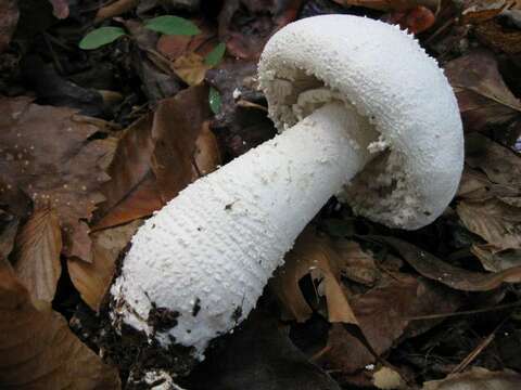 Image of <i>Amanita polypyramis</i>