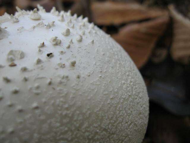 Image of <i>Amanita polypyramis</i>