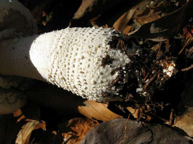 Image of <i>Amanita polypyramis</i>