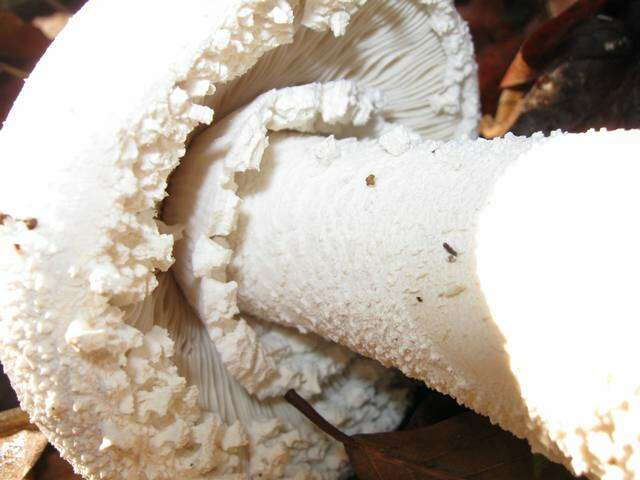 Image of <i>Amanita polypyramis</i>