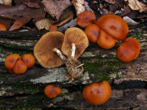 Image of Galerina