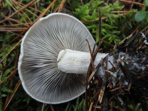 Image de Atractosporocybe