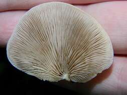 Image of Crepidotus