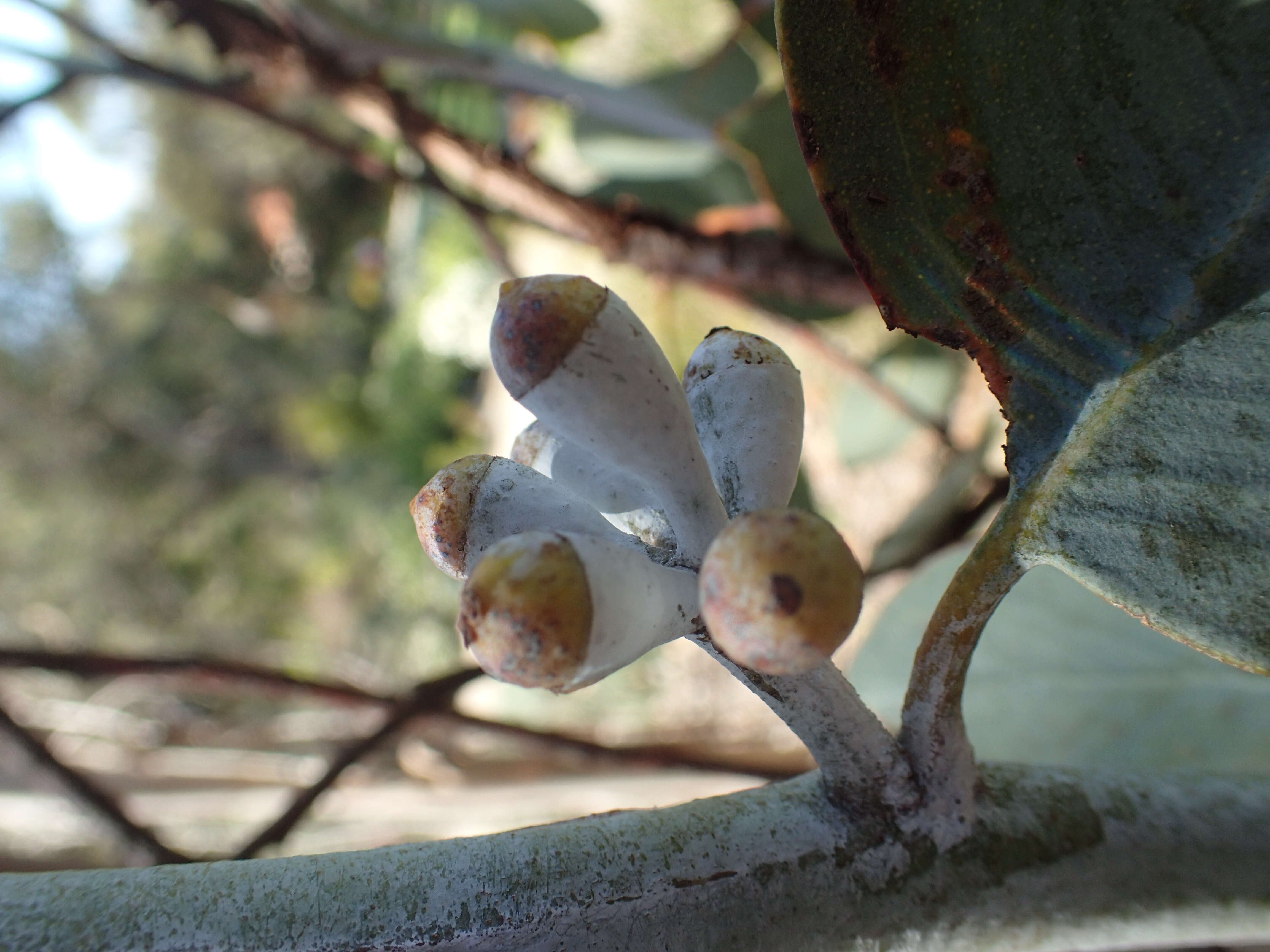 Image of Hyden Blue Gum