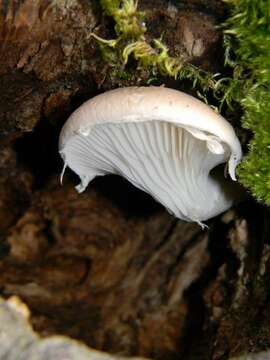 Image of Pleurotus