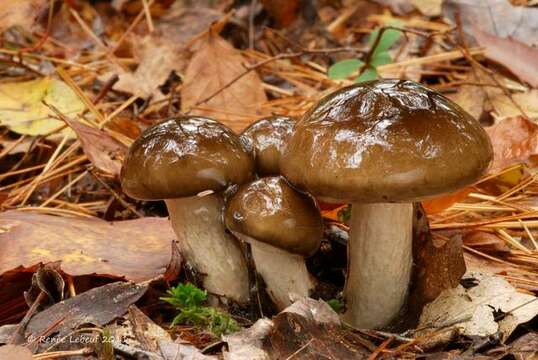 Слика од Hygrophorus fuligineus Frost 1884