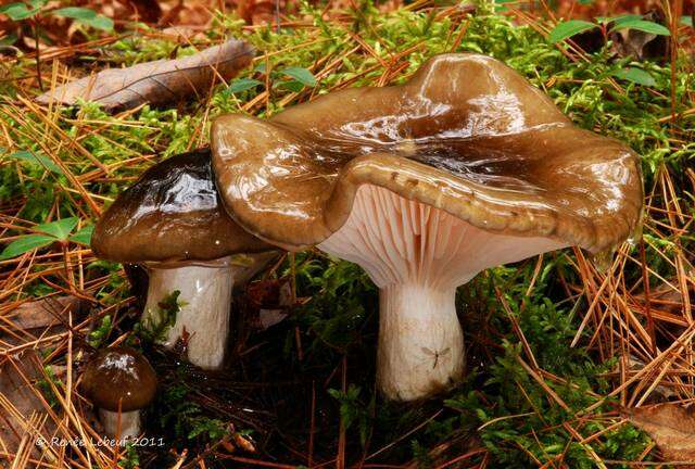 Sivun Hygrophorus fuligineus Frost 1884 kuva