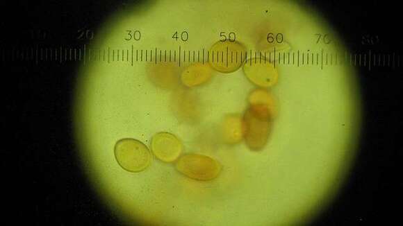 Plancia ëd Leucocoprinus