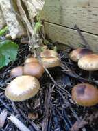 Image of Psilocybe