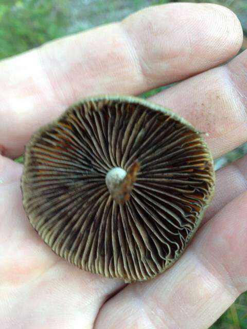 Image of Psilocybe