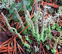 Image of cup lichen