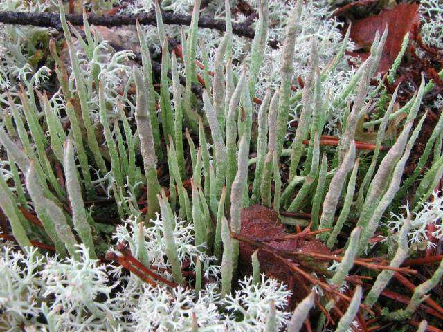 Image of cup lichen