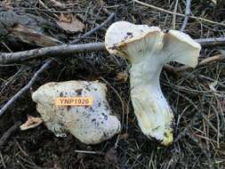 Image of Hygrophorus