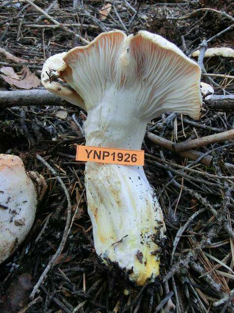 Image of Hygrophorus