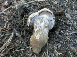 Image of Hygrophorus