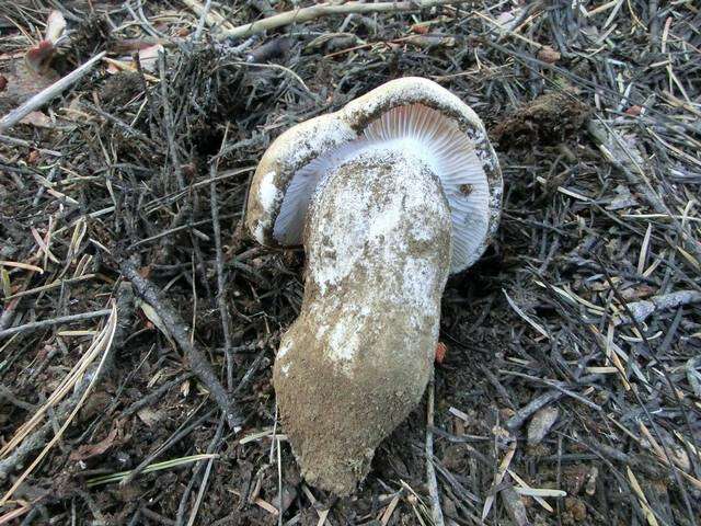 Image of Hygrophorus