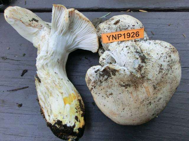 Image of Hygrophorus