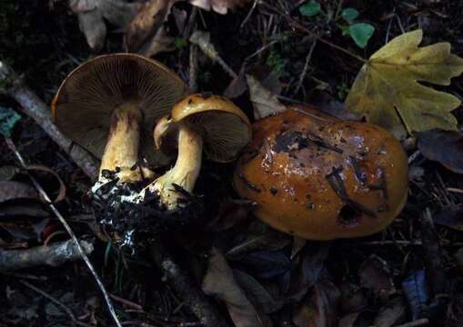 Image of Cortinarius elegantior (Fr.) Fr. 1838