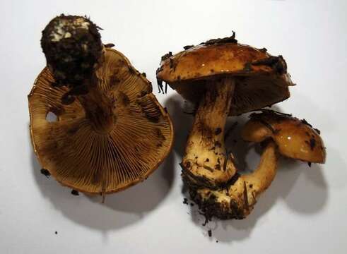 Image of Cortinarius elegantior (Fr.) Fr. 1838