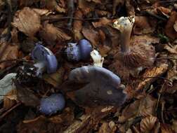 Слика од Cortinarius eucaeruleus Rob. Henry 1989