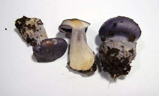 Слика од Cortinarius eucaeruleus Rob. Henry 1989