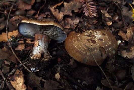 Слика од Cortinarius glaucopus (Schaeff.) Gray 1821