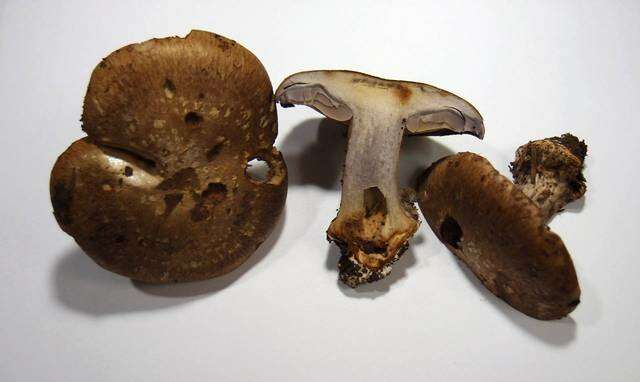 Image of Cortinarius glaucopus (Schaeff.) Gray 1821