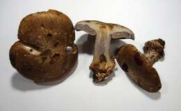 Image of Cortinarius glaucopus (Schaeff.) Gray 1821