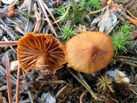 Image of Cortinarius gentilis (Fr.) Fr. 1838