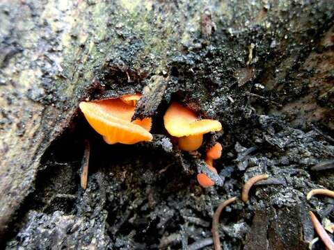 Image de Chrysomphalina aurantiaca (Peck) Redhead 1987