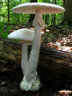 Image of Amanita bisporigera G. F. Atk. 1906