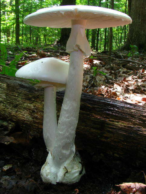 Image of Amanita bisporigera G. F. Atk. 1906