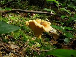 Image of Cantharellus formosus Corner 1966