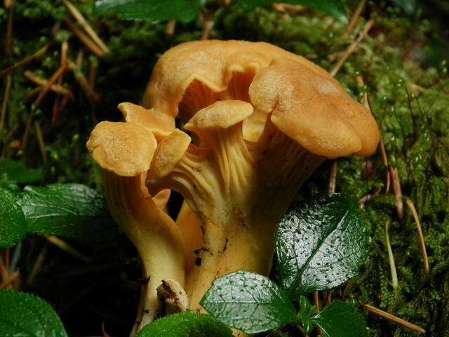 Image of Cantharellus formosus Corner 1966