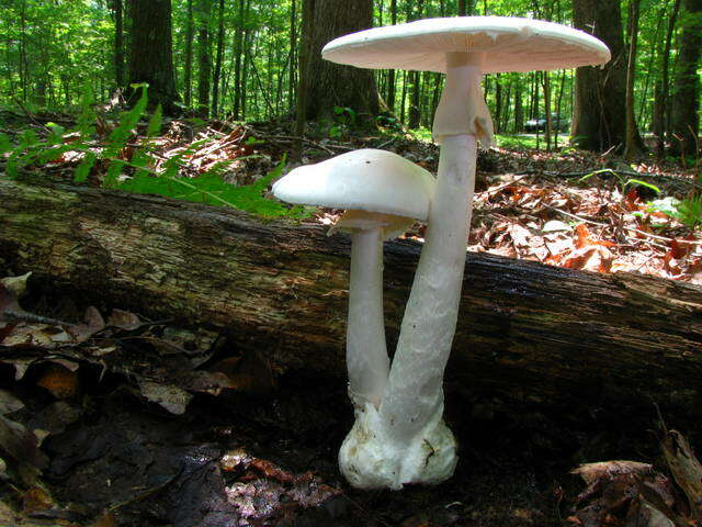 Image of Amanita bisporigera G. F. Atk. 1906