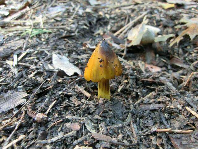 Image of Hygrocybe singeri (A. H. Sm. & Hesler) Singer 1958